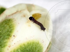 Agriopis leucophaearia_гусеница_I_2